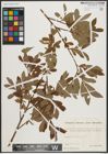 Foto von Salix appendiculata Vill. x Salix purpurea L.